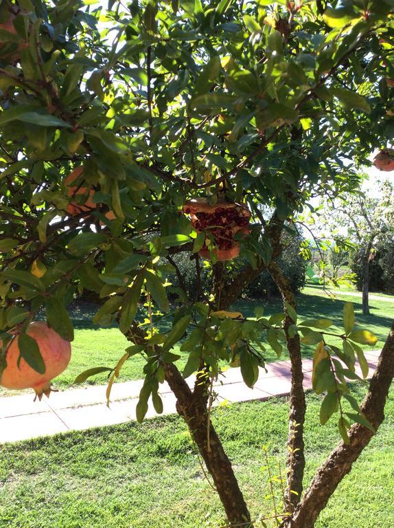 Agriturismo Alturetta Riotorto Ngoại thất bức ảnh